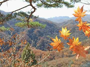 小程序地图自定义开发插件